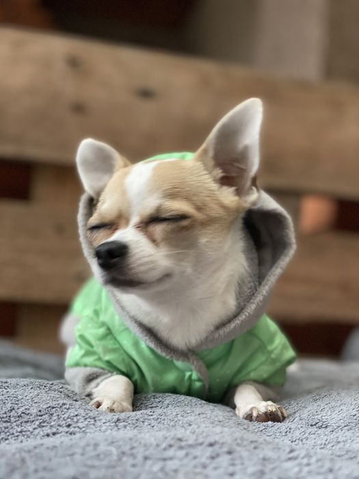 Чихуахуа вязка