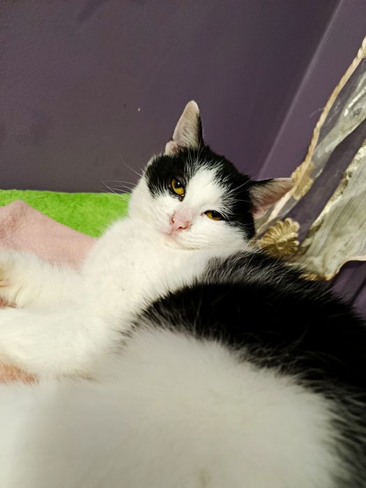 Kot kotka do adopcji