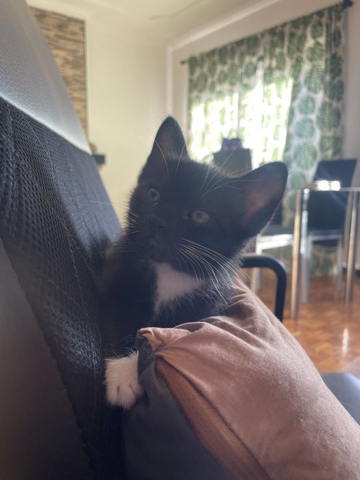 Gatinhos para adoçao