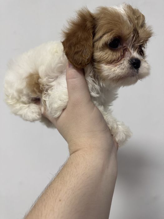 Мальтіпу щенки.