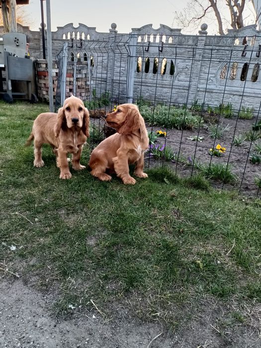 Cocker Spaniel Angielski Piesek