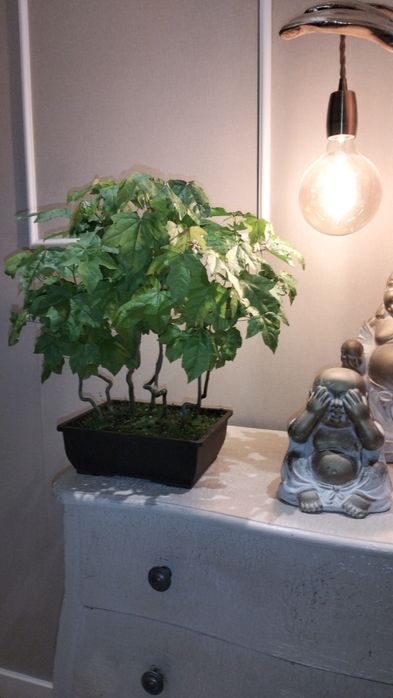 Bonsai Floresta liquidambar