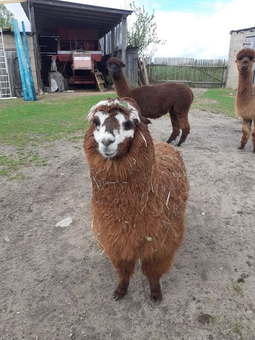 Sprzedam alpaki  samce i samice