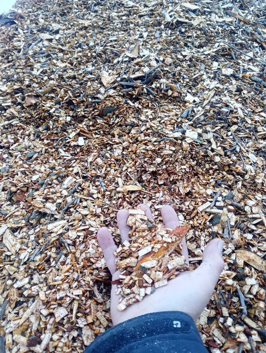 Zrębki  opałowe /ogrodowe z drzew liściastych.