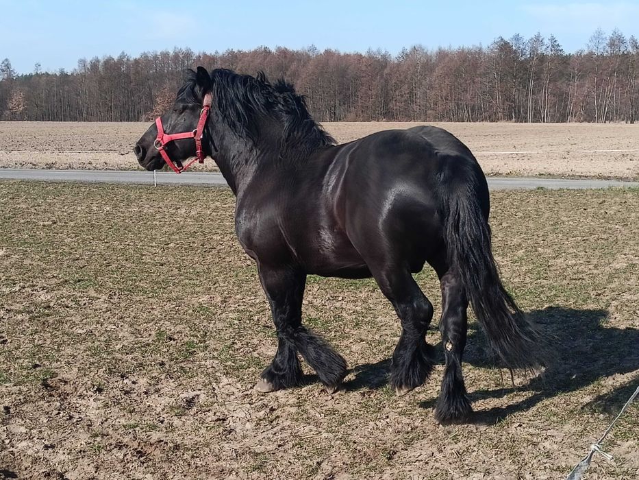 Ogier zimnokrwisty sztum