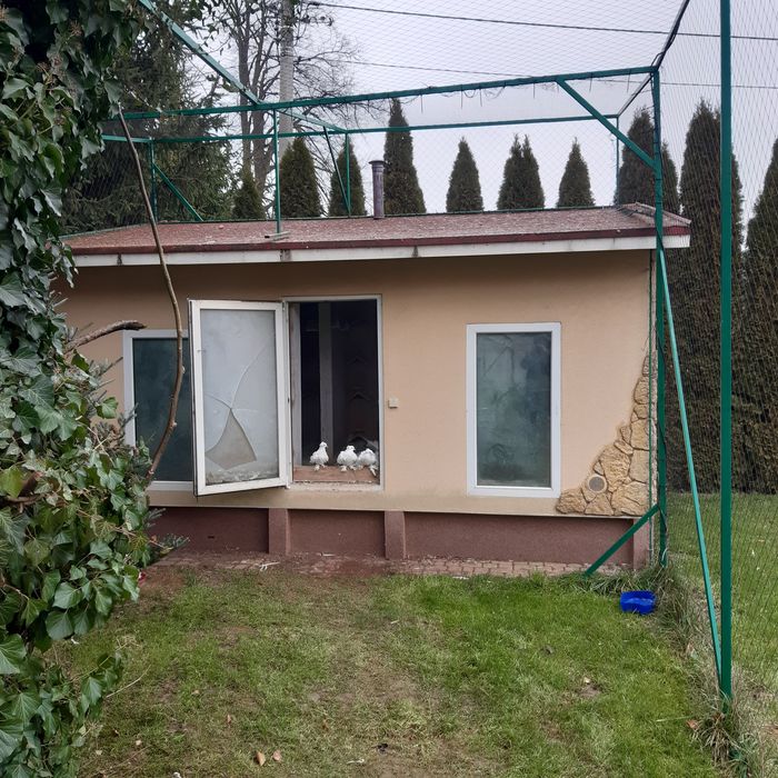 Gołębnik ocieplony gołębie