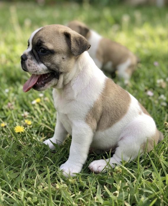Buldogue frances