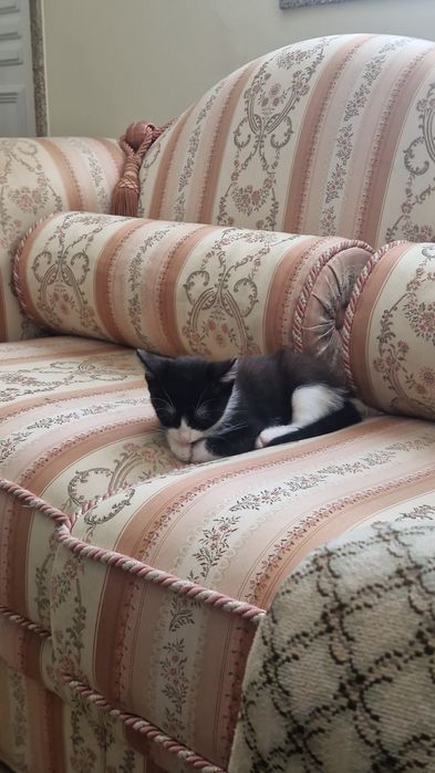 Gatas para adoção