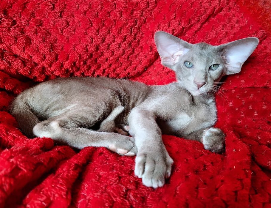 Лиловый ориентальный мальчик