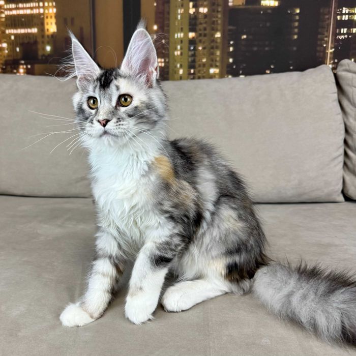Клубный котенок Мейн-Кун в серебряном окрасе. Девочка