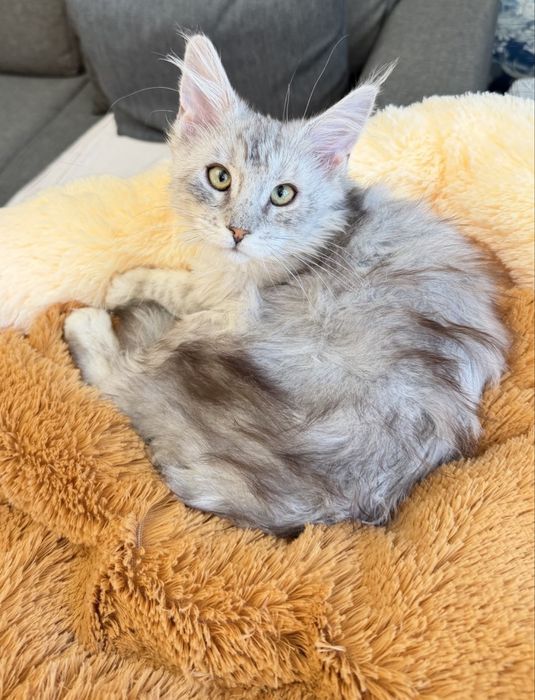 Мейн Кун - весняний подарунок