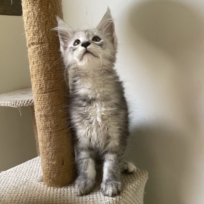 Kocurek Maine Coon