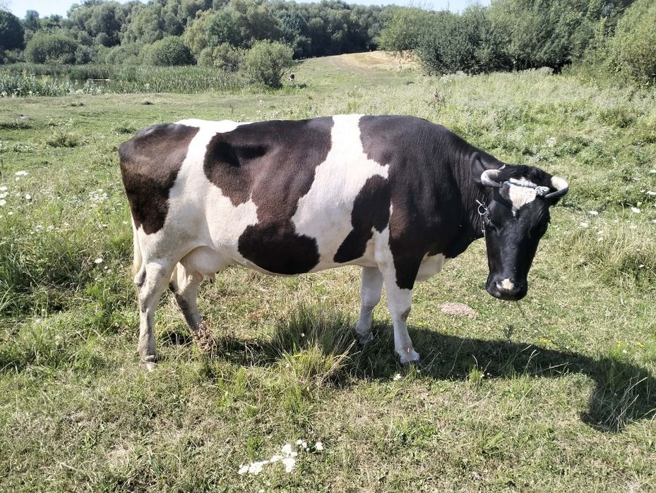 Продам корову 5років.