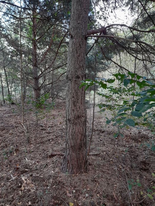 Drewno drzewo opalowe sosna