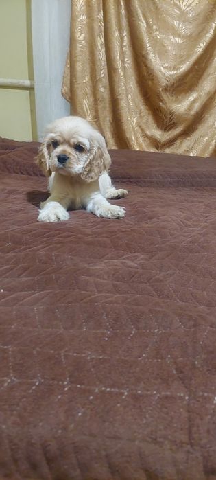 Американський кокер спаніель