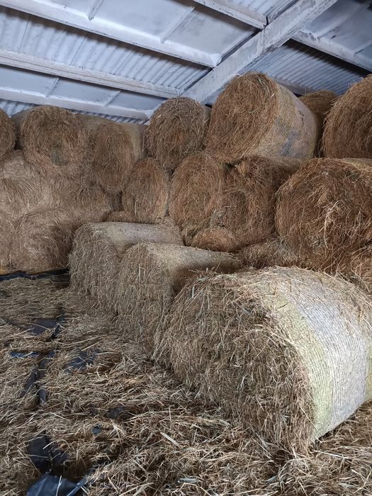 Продам сіно берегове. Тюковане. Тюки круглі, Ціна 1500 грн. за тюк.