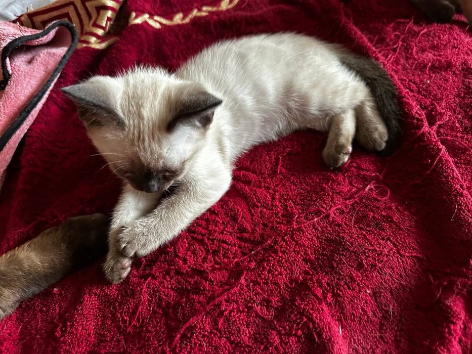 Сіамські котики шукають люблячу родину