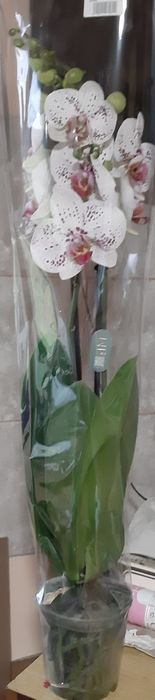 Орхідеї  подарункові
