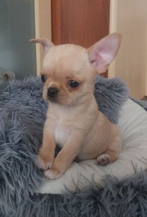 Chihuahua dziewczyneczka ZKWP