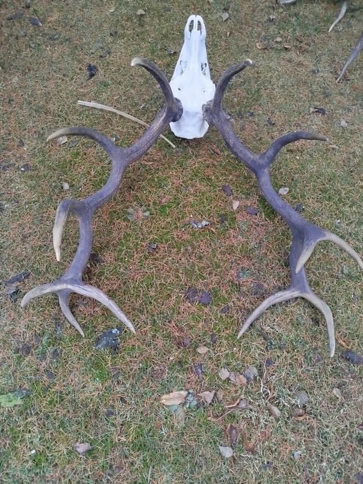 Poroże,Wieniec jelenie myłkus+ para