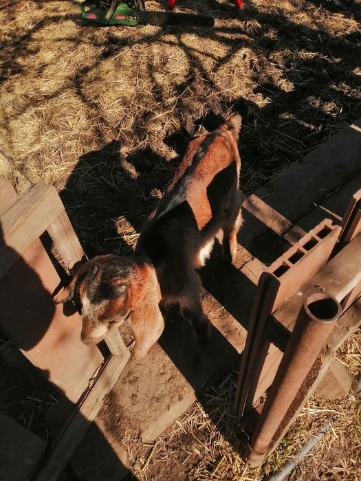 Англо-Нубийские козлята