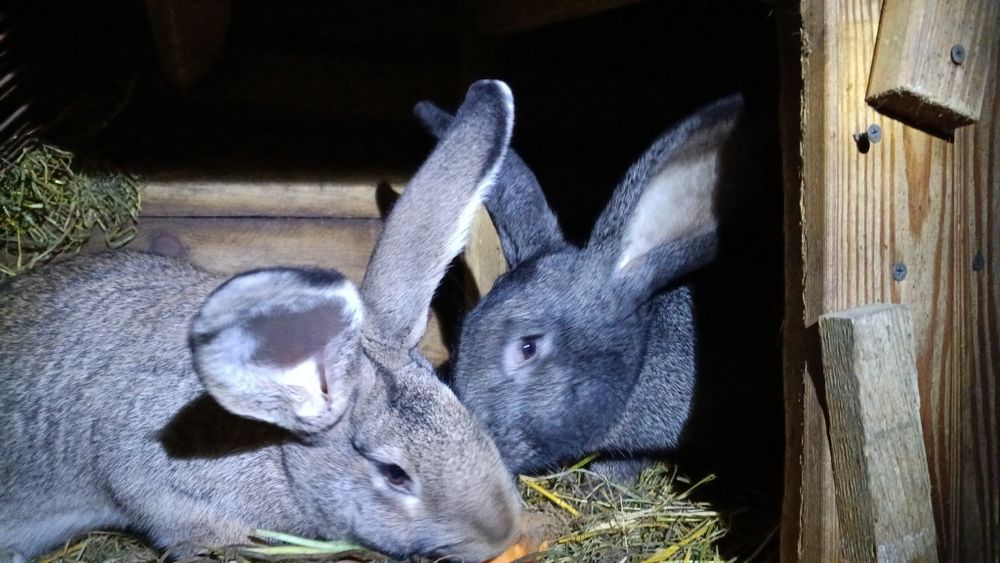Króliki, samica.