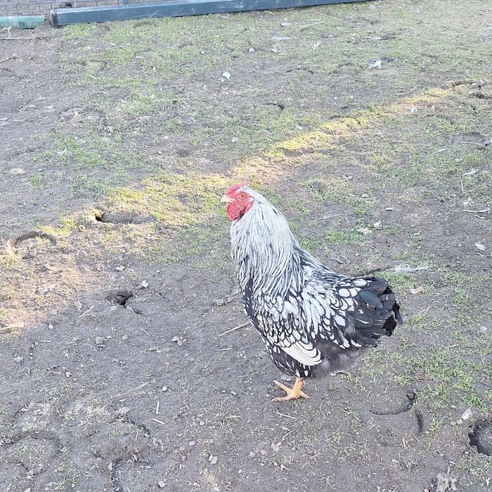 Sprzedam hoguty vayandotte.