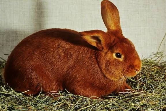 Coelhos Leonardo Borgonha