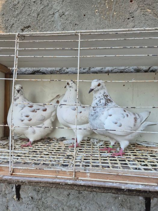 Gołębie texsanery,mondainy z 2025 roku