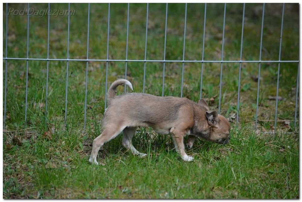 Chihuahua mini piesek