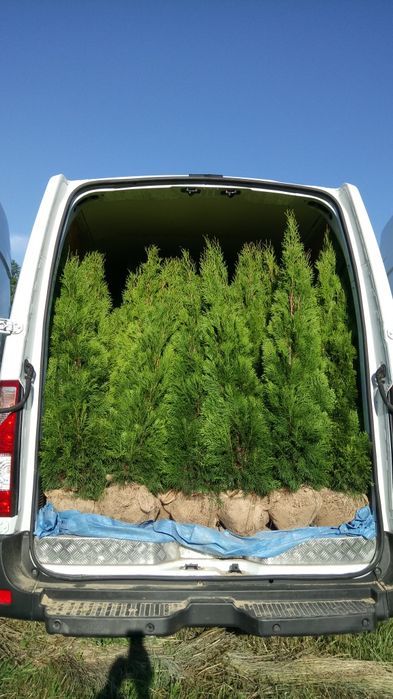 Tuja,thuja, tuje,thuje szmaragd140- 150 cm