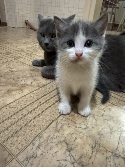 КОШЕНЯ (котик) шукає люблячу родину