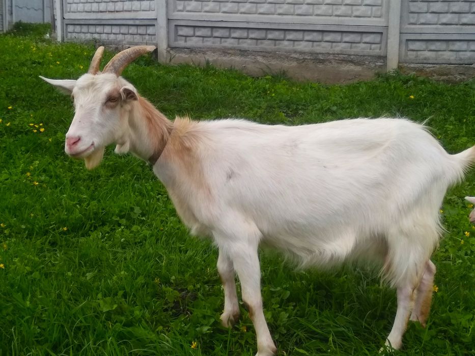 Продам козу дійну