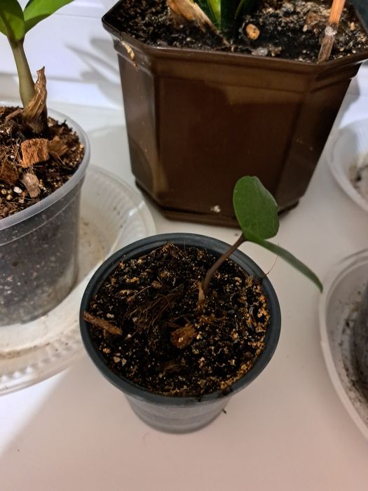 Продаєця заміакулькас сансіверія