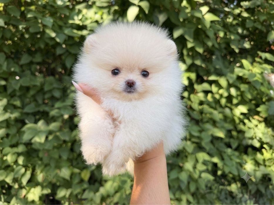 Pomeranian Szpic Miniaturowy chlopiec w typie misia