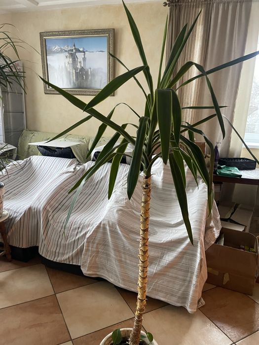 Кімнетні рослини пальми в асортименті