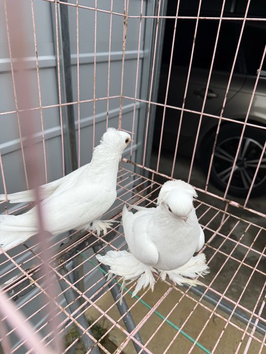 Sprzedam pare krulewskie