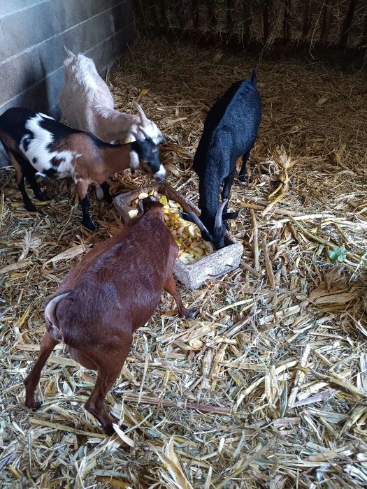 3 cabras e um bode a venda
