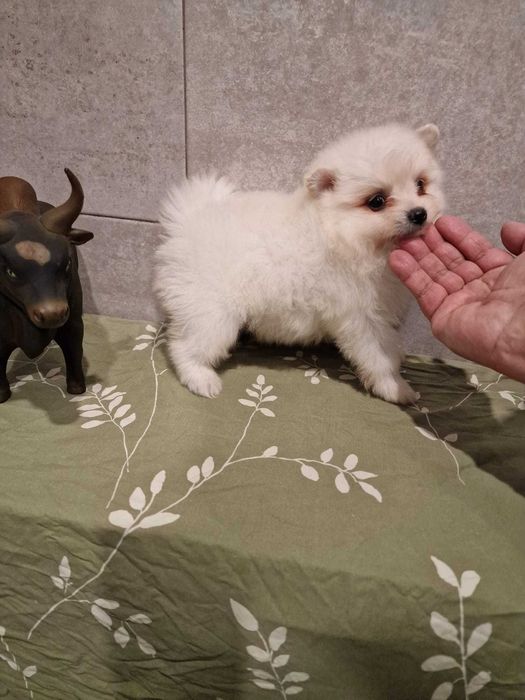 Spitz Alemão Anão/Lulu da Pomerânia