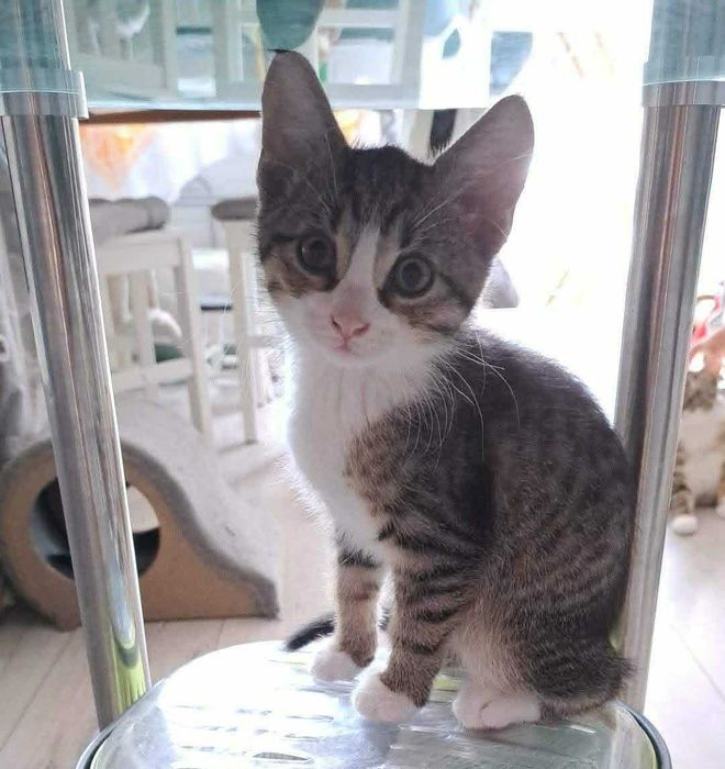 Kot, który kocha przytulanie bardziej niż spanie. Mari – adoptuj!