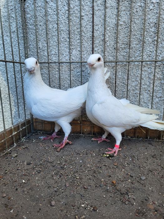 antwerpski wystawowy  para antwerpskie