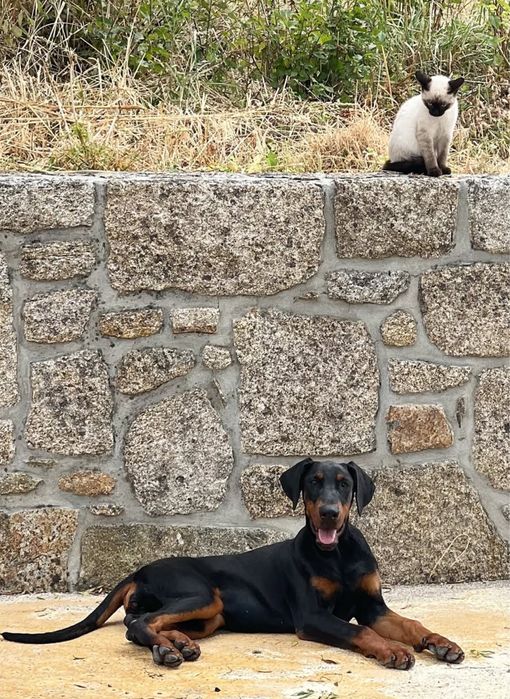 Dobermann femea com lop