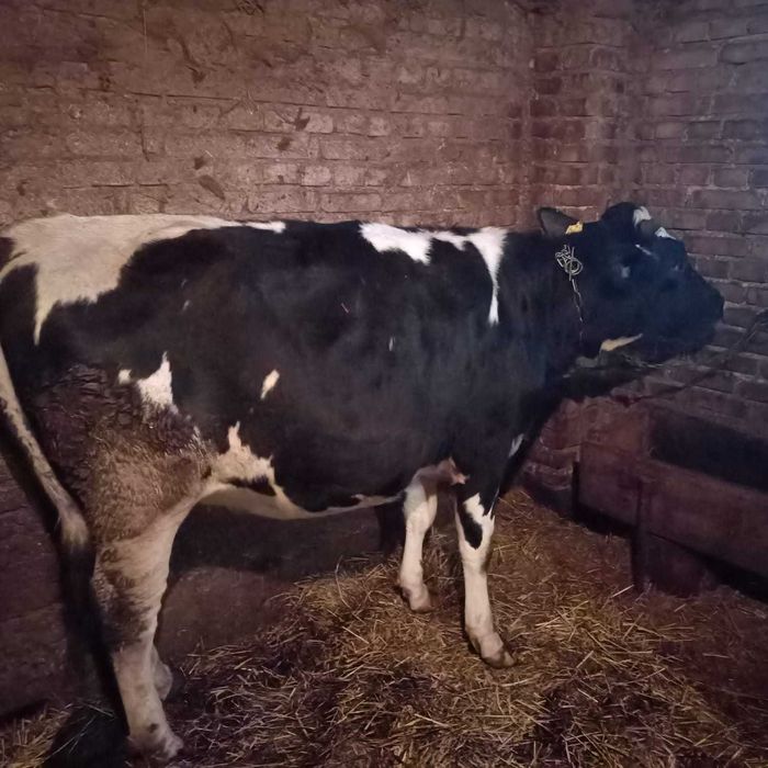 Sprzedam 2 jałówki