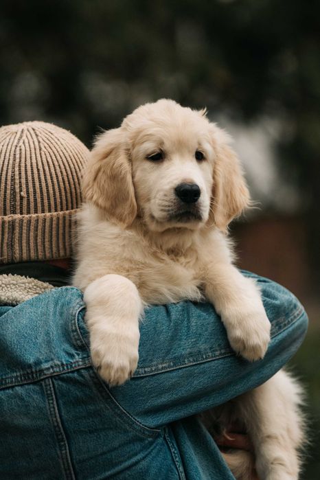 Хлопчик золотистого ретривера в пошуках батьків