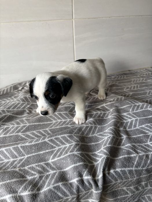 Jack Russell macho pelo curto