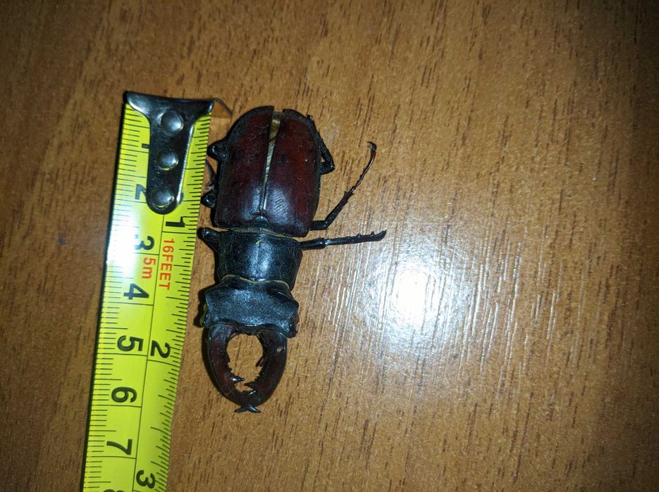 Продам чи обмін жук Носоріг засушений багато років тому.