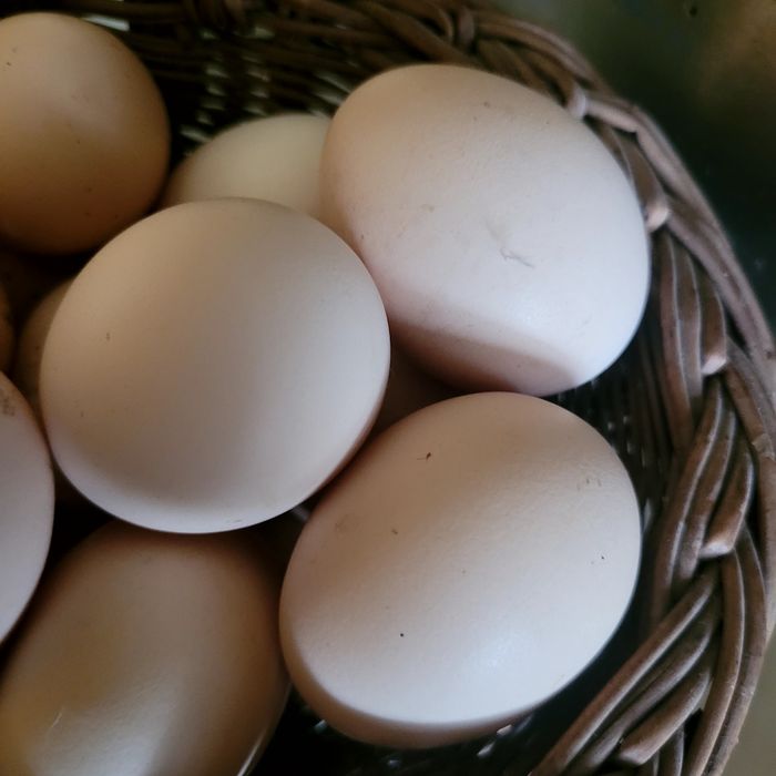 Sprzedam jajka własna chodowla