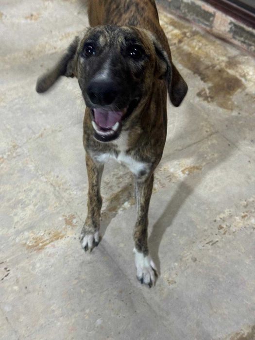 Mocha, szczeniak, pręgowana, mieszaniec charta perskiego saluki