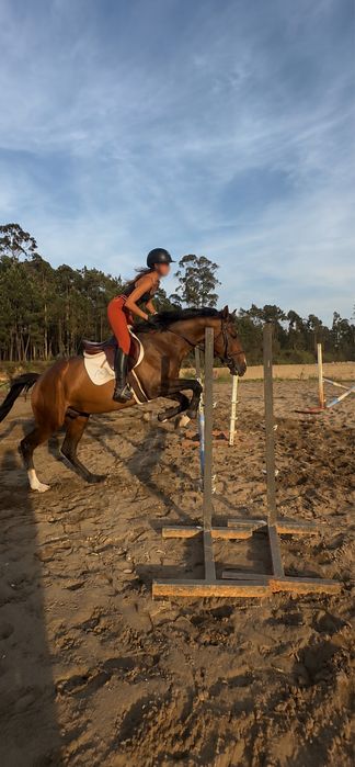 Cavalo inteiro á venda