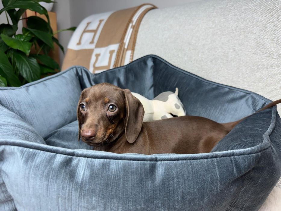 jamnik miniaturowy choco tan